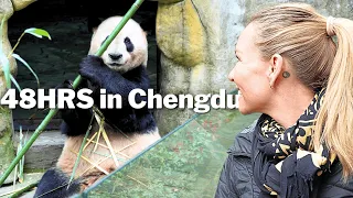 我们终于在中国见到熊猫：成都精彩48小时