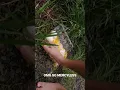 Download Lagu Barefoot crushing egg ASMR