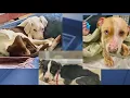 Westchester woman charged with animal cruelty after dogs found malnourished in filth