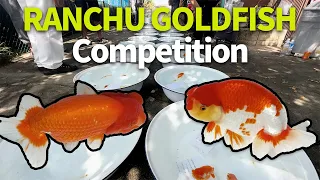 Japanese Ranchu Goldfish Show High-Quality Fish Gathered