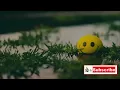TULOY PA RIN (Lyrics) - NEOCOLOURS