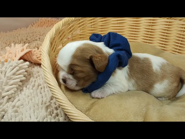 動画