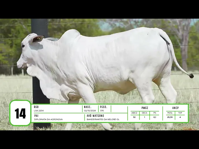 Novilha Nelore LSA - 2204