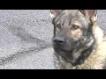 Newark Police Dept celebrate 50 years of K9 unit