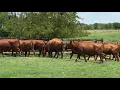 The Cattle Range Listing - 201