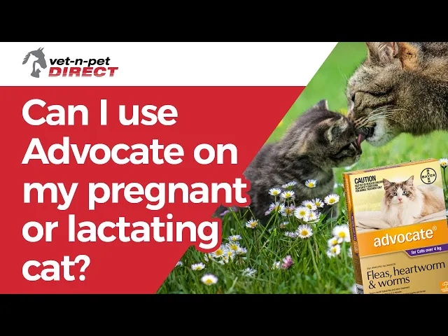ADVOCATE for Small Cats 0-4kg