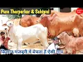 Download Lagu किसान मज़बूरी में बेचता है ऐसी गाय ✨ Pure Tharparkar \u0026 Sahiwal Cow 👍 Best for Breeding ✨ #Farmtalk