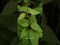 Download Lagu Tanaman Herbal Keluarga #tanamanherbal #nature #tanamanunggul #manfaattumbuhan #plants #garden