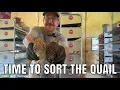 Weighing sorting and moving coturnix quail