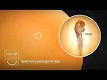Chicken Embryo Development