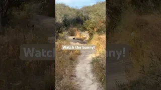 Quail and bunnies on our evening hike. The animals are what makes it special. #nature #hike
