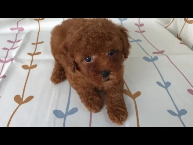 動画