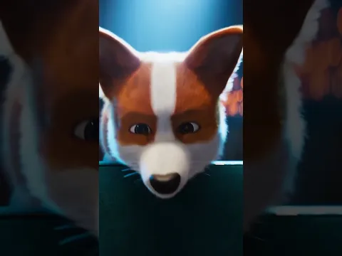 Corgi Has Main Character Energy