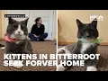 Kittens with neurological disorder seek loving forever home