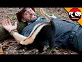 Lagu Coyote Peterson bertemu sigung 🦨 Sigung yang Ramah? Pertemuan Menakjubkan dengan Jungle!