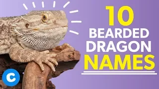 10 Names for Bearded Dragons Chewy