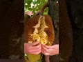 Download Lagu teknik dan skill membuka buah nangka matang dengan tangan kosong #shorts