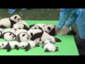 Download Lagu Raw: Panda Pandamonium Erupts in Chungdu, China