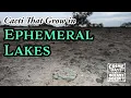Lagu Cacti That Grow in Lakes