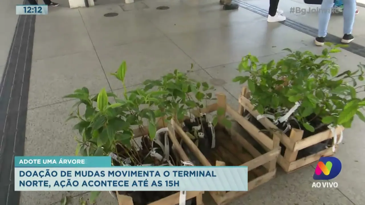 Adote uma árvore! Doação de mudas movimenta o Terminal Norte, ação acontece até as 15h