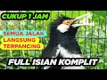 Download Lagu Suara Masteran Jalak Suren Untuk Pancingan Jalak Suren Muda Dijamin Pasti Cepat Nyaut Full Isian