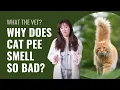 Why Does Cat Pee Smell So Bad Everything You Need To Know