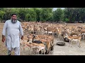 Pak Biggest Black Buck Deer Farm