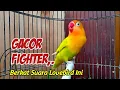 Berkat Suara Lovebird ini, Banyak Lovebird Semula Diam Kembali GACOR, FIGHTER Ngekek Panjang