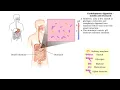 Carbohydrate digestion - mouth and stomach pancreas and small intestine