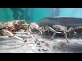 Mr Krabs Money Money Money Ahhh Ahhh Ahhh Meme