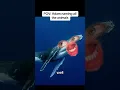 Download Lagu POV: Adam naming all the Animals 😂.