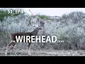 ConQuest 200 Web Series Episode 4 The WIREHEAD Story