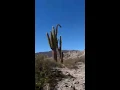 Mira que linda es mi Patria(4)