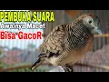 Download Lagu PERKUTUT LOKAL GACOR PEMBUKA SUARA PALING TOP PASTI BUNYI GACOR