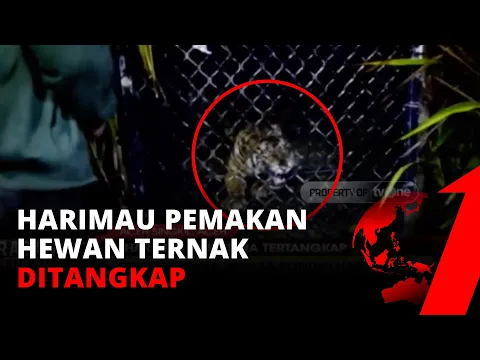 Harimau Sumatera Pemakan Ternak Warga Aceh Berhasil Ditangkap | tvOne