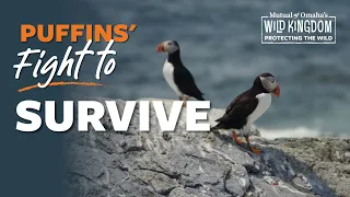 Puffin Island S1 E2 Protecting the Wild