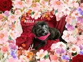 Remembering Bella Perez 2008-2024 In Memoriam