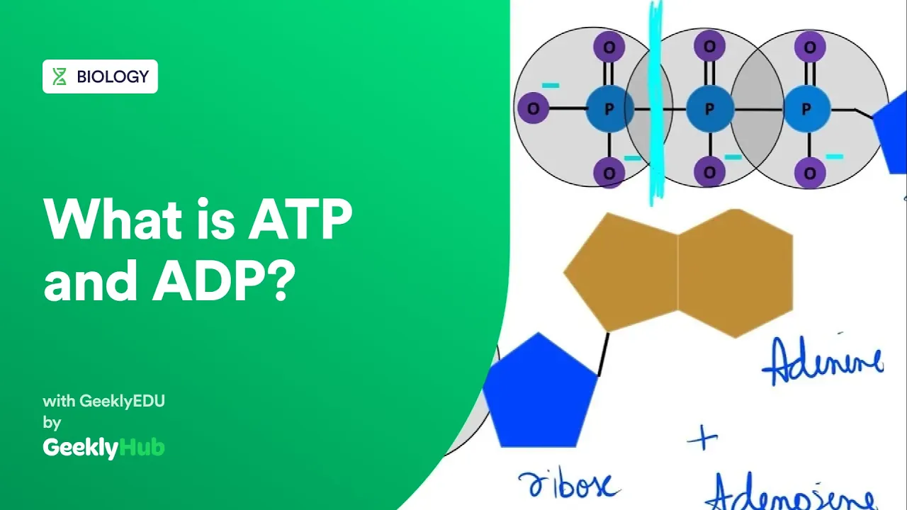 #GeeklyHub What is ATP and ADP? Adenosine Triphosphate and Cell Metabolism