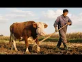 Download Lagu Niu Niu Follows His Master To Work!