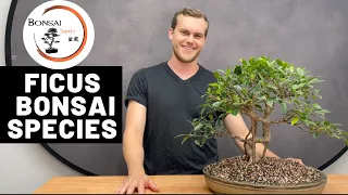 Ficus as Bonsai Bonsai Species The Bonsai Supply