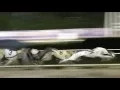 Greyhound Racing at Wheeling Island Racetrack 2016