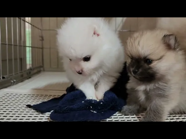 動画