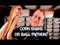 Best beginner snake Corn snake or Ball Python