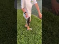 Me and my cousin caught a catfish