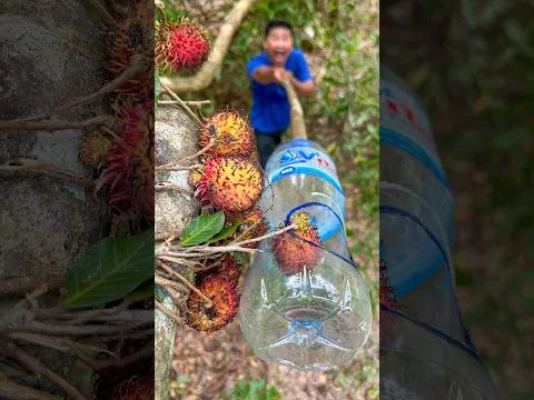 DIY Picking Fruit Hacks for Survival in the Forest