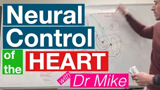 Neural Control Of The Heart Cardiology 