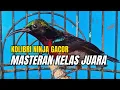 Download Lagu ⚫ MASTERAN SUARA KONIN GACOR COCOK UNTUK MASTERAN BURUNG LOMBA KOLIBRI NINJA JUARA❗❗#koningacor