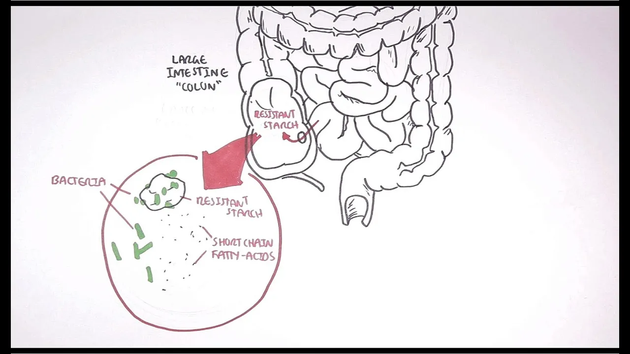Hungry Microbiome: Starch Fermentation