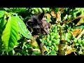 Download Lagu AWAL MULA DITEMUKAN NYA KOPI LUWAK, KOPI NIKMAT YANG BERNILAI JUAL TINGGI