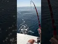 Download Lagu Finicky Tuna on light tackle #tuna #tunafishing #fishing
